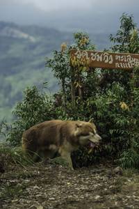 BIB: 
                            <button type="button" onclick="openModal(24763406)" class="btn btn-primary btn-sm float-right btn-popup" data-toggle="modal" data-target=".modal-high-quality">
                        <i class="fas fa-shopping-cart"></i> Add to Cart
                    </button>
                                            <button type="button" onclick="isThisMe(24763406, true)" class="btn btn-success btn-sm float-right btn-popup btn-isme hidden" data-toggle="tooltip" data-placement="bottom" title="นี่คือรูปของคุณใช่ไหม คลิกที่นี่เพื่อเอาเข้าอัลบั้ม">
                        <i class="fas fa-plus"></i> Add to album
                    </button>
                    <button type="button" onclick="isThisMe(24763406, false)" class="btn btn-warning btn-sm float-right btn-popup btn-isnotme hidden">
                        <i class="fas fa-ban"></i> Remove from album
                    </button>